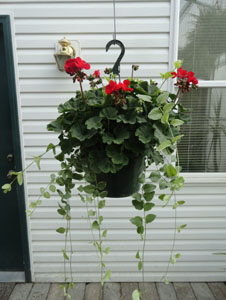 Red Zonal Geranium with accent